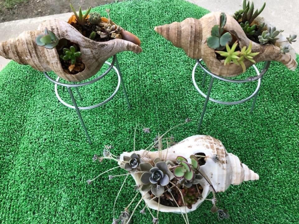 【写真】多肉植物の寄せ植え